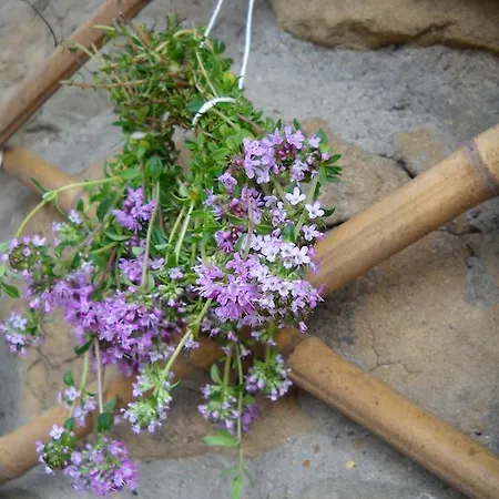 Frühstückspension Le Vecchie Mura Homestay *